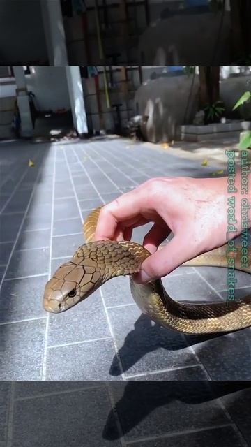 Очень опасная кобра...1999 смотреть онлайн