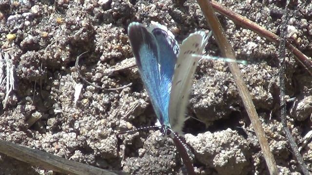 Rotklee-Blöuling, Niittysinisiipi perhonen смотреть онлайн