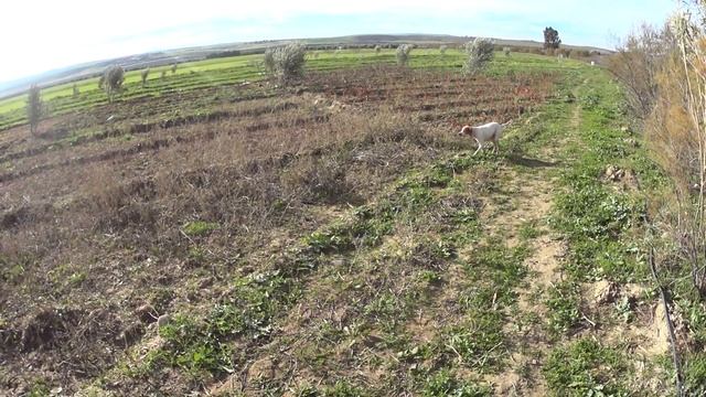 tres beau arrêt sur caille. Красивая стойка на перепел смотреть онлайн