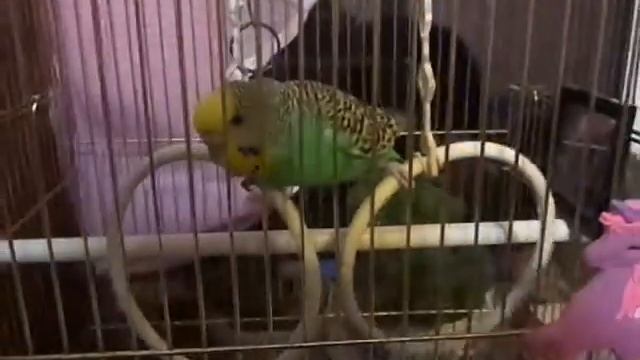 Вот так спит Рита смотреть онлайн