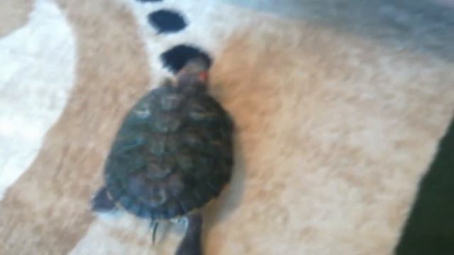 КТО МОЁ ЖИВОТНОЕ ?/ НОВЫЙ КЛИП / смотреть онлайн