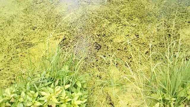 Саня зловив ЖАБУ! ЖИРНУ... :-P смотреть онлайн