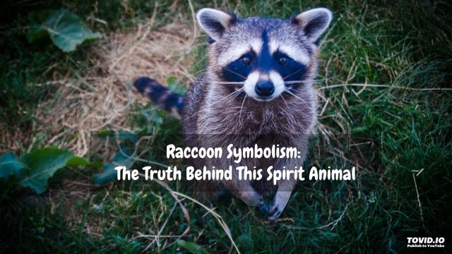 Raccoon Symbolism: The Truth Behind This Spirit Animal смотреть онлайн