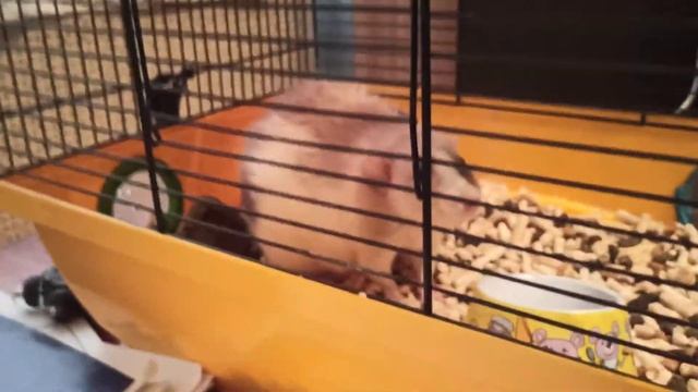 Хвостатый питомец. смотреть онлайн