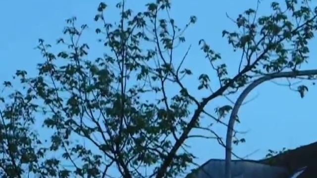 Maikaefer.AVI смотреть онлайн