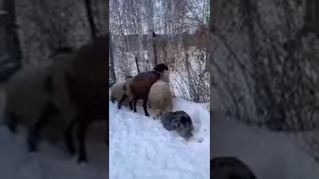 Собака - пастух!!! смотреть онлайн