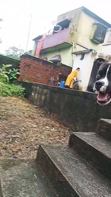 shadow the pitbull 🔥 King of dog #shorts # #pitbull #youtube#viral смотреть онлайн