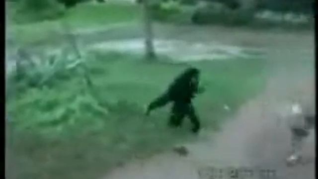 Веселый обезьян=).avi смотреть онлайн