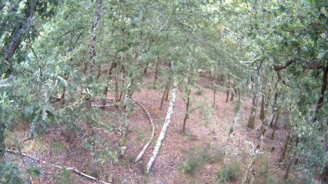 Jeune chevrette à l 'appeau Buttolo смотреть онлайн