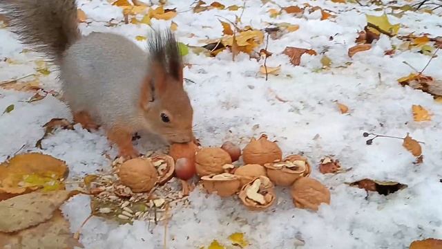 Белки и вороны - Squirrels and crows смотреть онлайн
