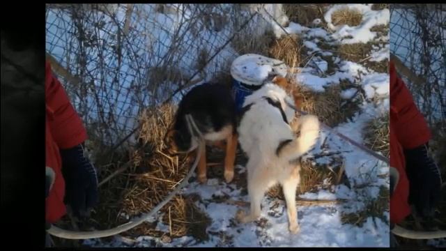 Приют за кучета в Богров смотреть онлайн