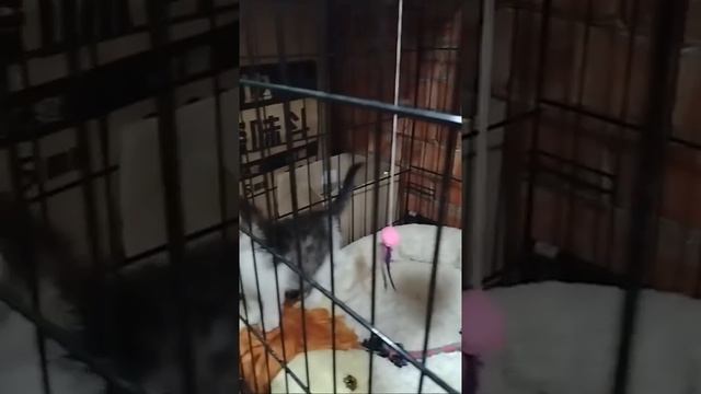 Будни приюта "Ананда" смотреть онлайн