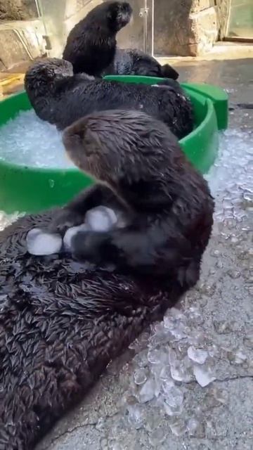 Happy Summer смотреть онлайн