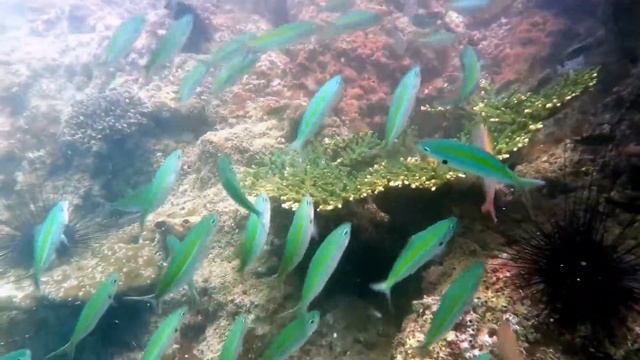 Snorkeling Krabi Thailand 2020 смотреть онлайн