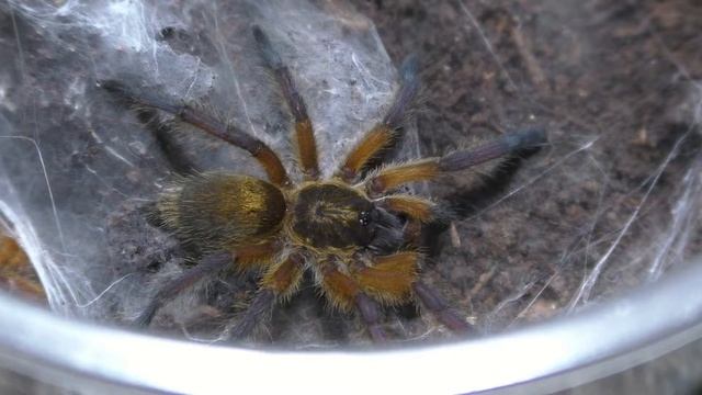 Kumo Sensei Spider Update on Being a Spider Anime Master & Thank You смотреть онлайн