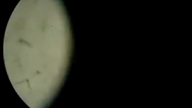 Daphnia Age 1 hour , Water Flea , Moina смотреть онлайн