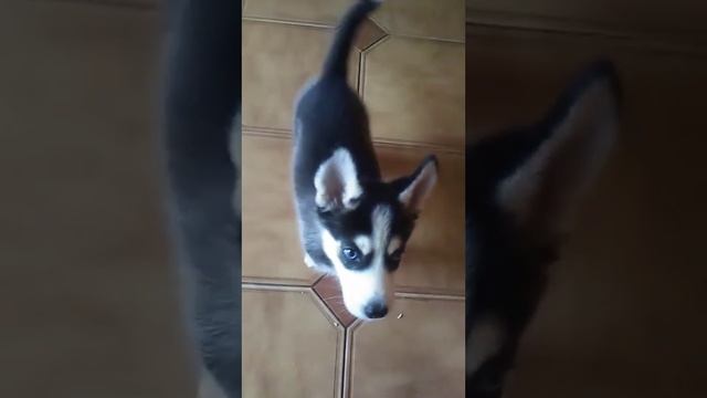 Дрессировка хаски смотреть онлайн