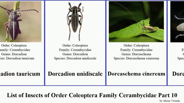 List of Insects of Order Coleoptera Family Cerambycidae Part 10 dorcadion doliops eburia elegans смотреть онлайн