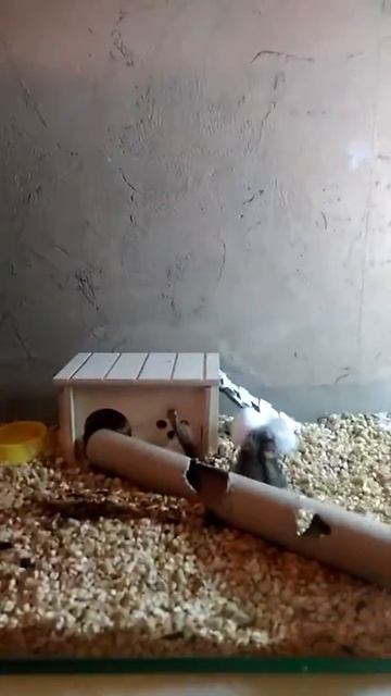 Хомяк и вата смотреть онлайн