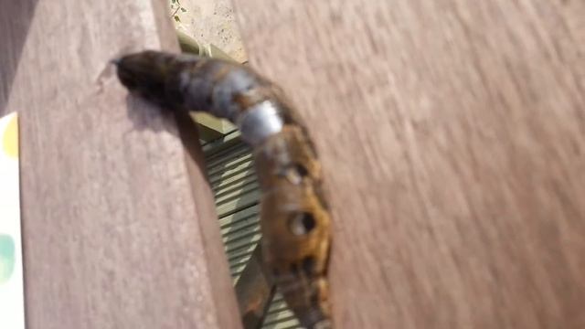 Elephant hawk moth caterpillar смотреть онлайн