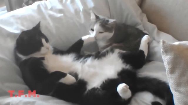 FUNNY MOMENTS 2018, ЛУЧШИЕ ПРИКОЛЫ С ЖИВОТНЫМИ 2018 #4 смотреть онлайн