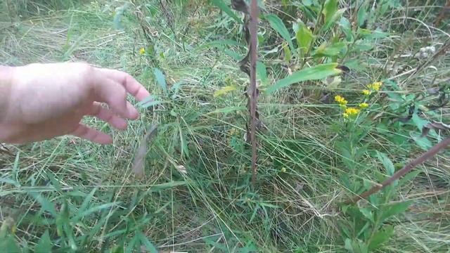 Chinese Mantis Hunting (Tenodera sinensis) смотреть онлайн