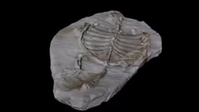 TURTLE FOSSIL - 165 million years old смотреть онлайн