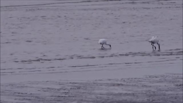 Two spoonbills (platalea leucordia, platalea minor) смотреть онлайн