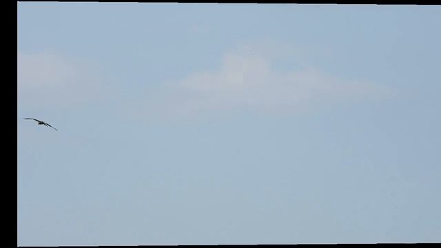 №5255 06 06 2024 Полет коршуна смотреть онлайн