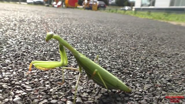 Страшилище смотреть онлайн