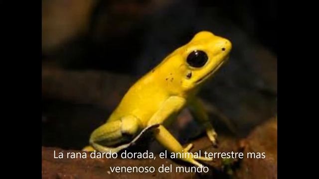 029 Las ranas venenosas смотреть онлайн