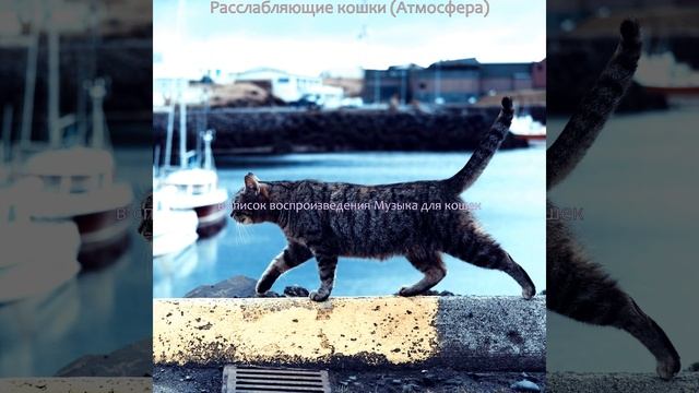 Звуки (Кошки)