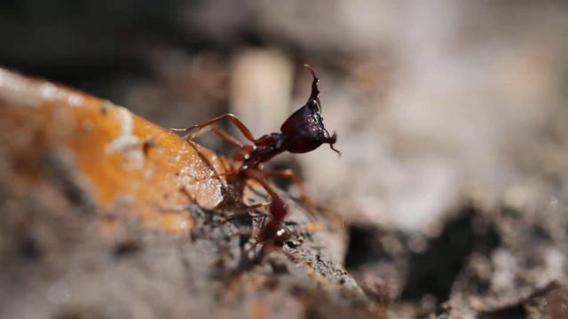 Safari Ants смотреть онлайн