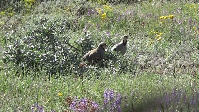 KEW tivi (87 Videos) Partridge Keklik Kew الحجل 鹧鸪 Rebhuhn куропатка Perdiz Chukar смотреть онлайн