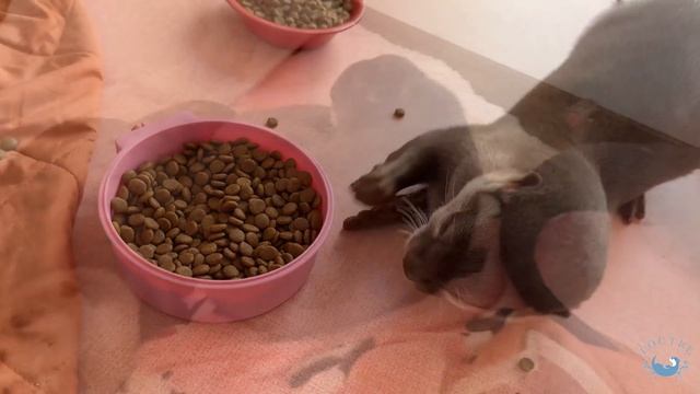 Otter Got Angry When I Stopped Petting Him. смотреть онлайн