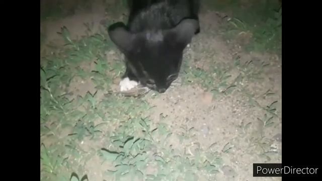 ХОЗЯИН - ПРИКОЛЬНЫЕ КОТЫ 2020 #СмешныеКоты2020 #ПриколсКотом #Котята2020 #Прикольныецыпы #Сидим_Дом смотреть онлайн