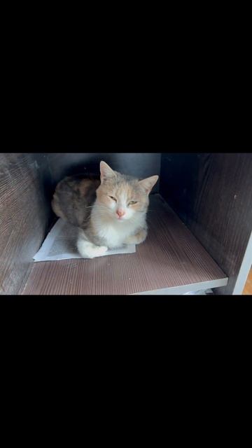 Кот Сам по себе #рекомендации #интересно #ютуб #юмор #белая #животные #лес #черепахи #лошадка смотреть онлайн