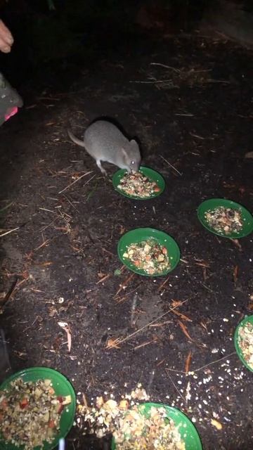 Fun fact: the Eastern Bettong have the same feet as kangaroos! смотреть онлайн