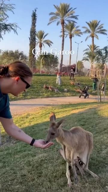 Gan Garoo | Израиль | Что посетить смотреть онлайн