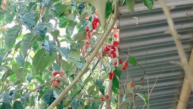 Mirika Tenga ( মিৰিকা টেঙা) silver berry смотреть онлайн