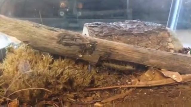 Spider vs Centipede смотреть онлайн