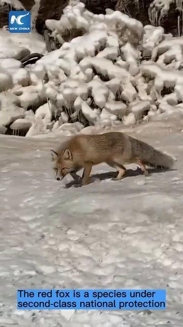 Fox, crows vying for food смотреть онлайн