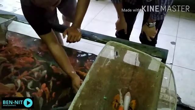 HUNTING KOI DI PERIKANAN CENGKARENG | PASAR IKAN HIAS CENGKARENG смотреть онлайн
