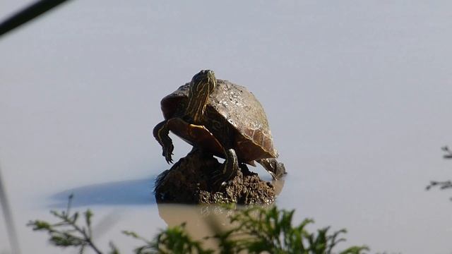 Red-eared Slider, Trachemys scripta elegans, High Island, TX, USA, 16 Apr 2018 смотреть онлайн