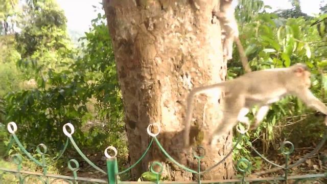 индийские обезьянки смотреть онлайн