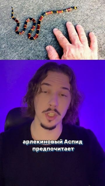 ТОП-10 самых ОПАСНЫХ змей в мире. 4 место смотреть онлайн