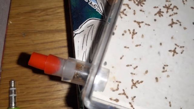 みんなでゼリーを食べるキイロシリアゲアリ смотреть онлайн