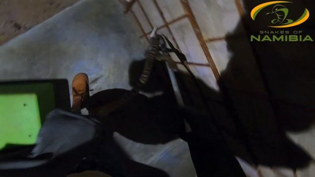 Big Zebra snake removal!! смотреть онлайн