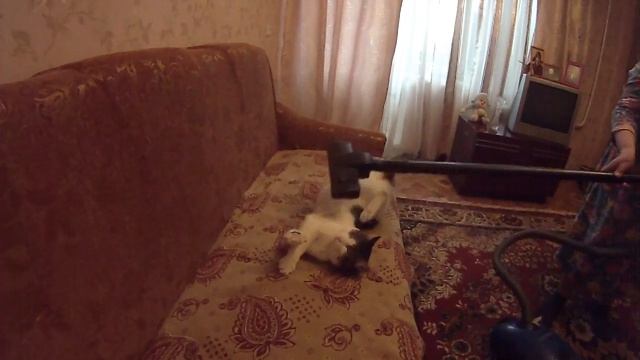 Кот и пылесос смотреть онлайн
