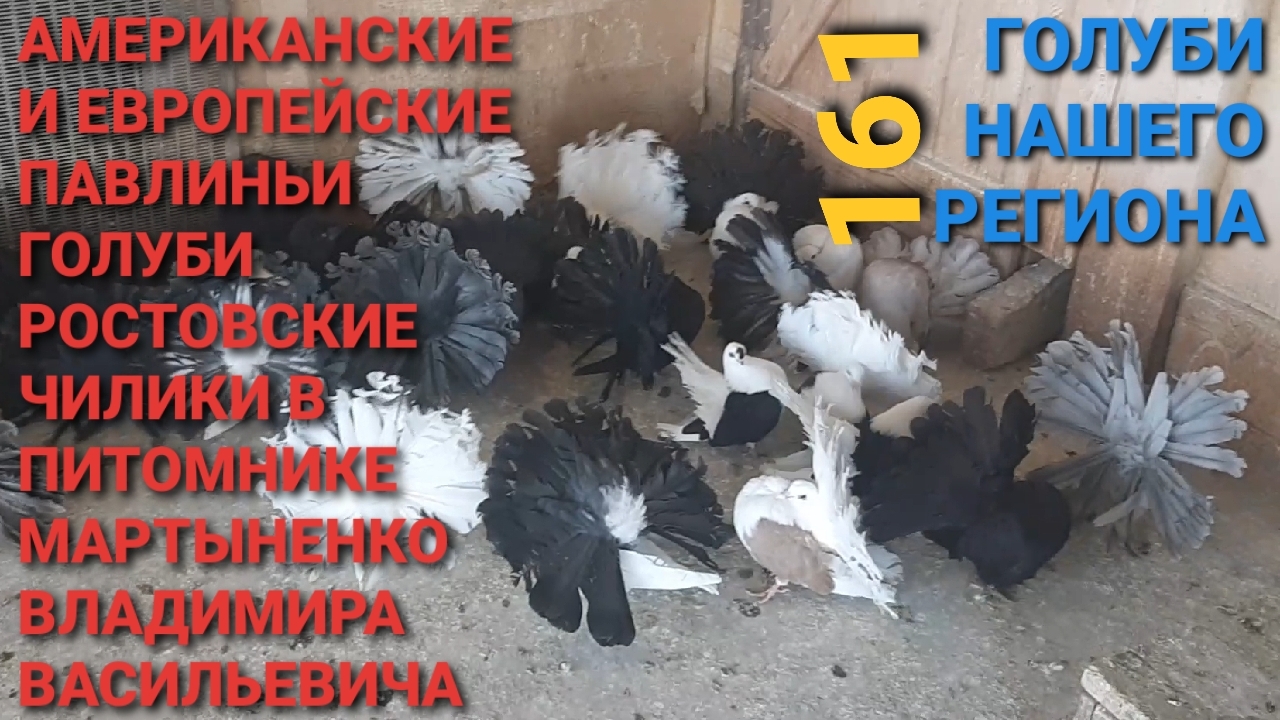 🔥🔥🔥 Питомник голубей Мартыненко В.В. Американские и европейские павлиньи и ростовские чилики. смотреть онлайн